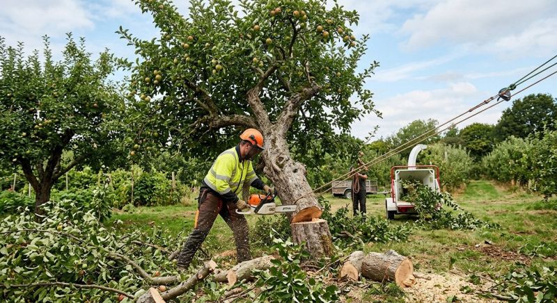 Apple Tree Removal in Doylestown, PA