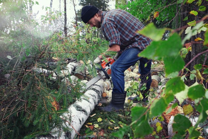 Birch Tree Removal in Allentown, PA