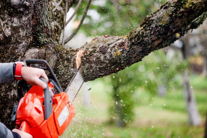 Birch Tree Removal in Reno, NV