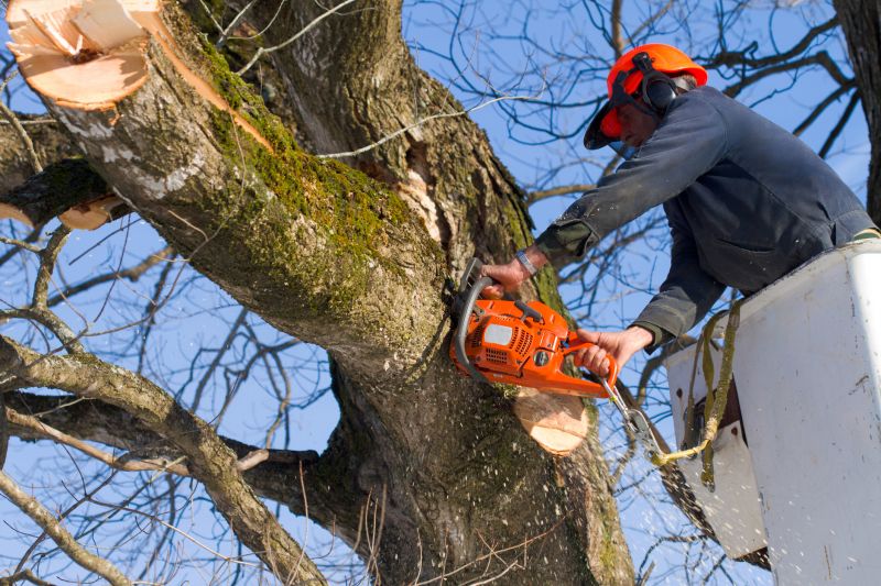 Cherry Tree Removal in Doylestown, PA
