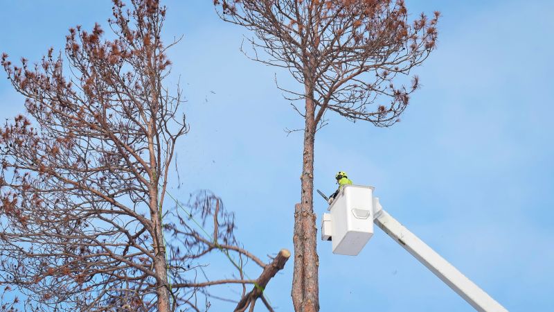 Commercial Tree Removal in Doylestown, PA