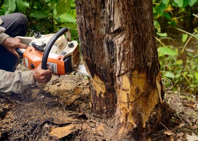 Cypress Tree Removal in Doylestown, PA