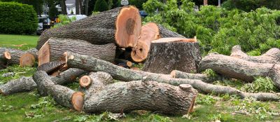 Cypress Tree Removal in Allentown, PA