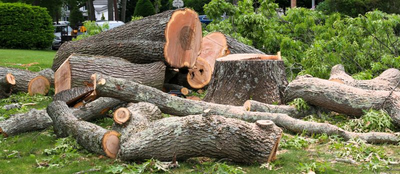 Dead Tree Removal in Allentown, PA