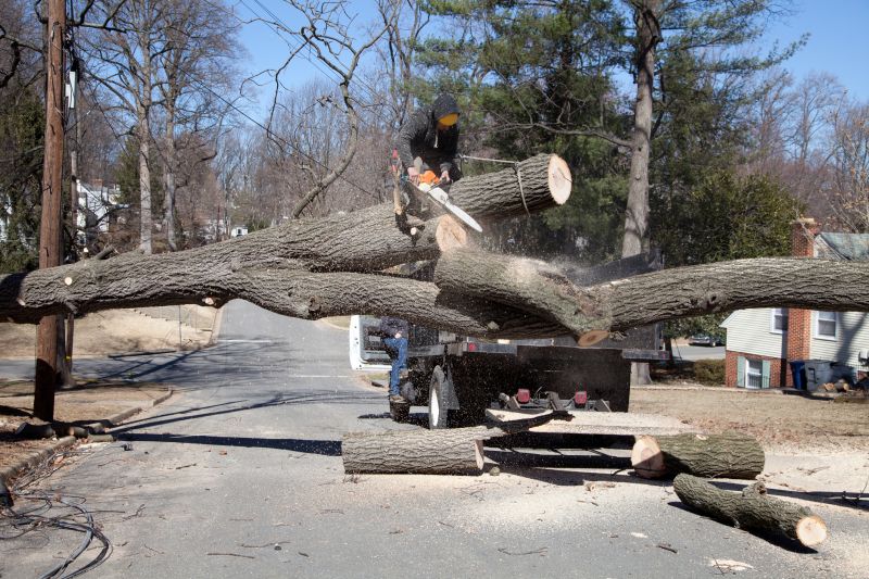 Dead Tree Removal in Doylestown, PA