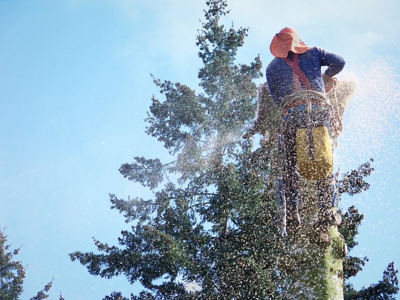 Dead Tree Removal in Reno, NV