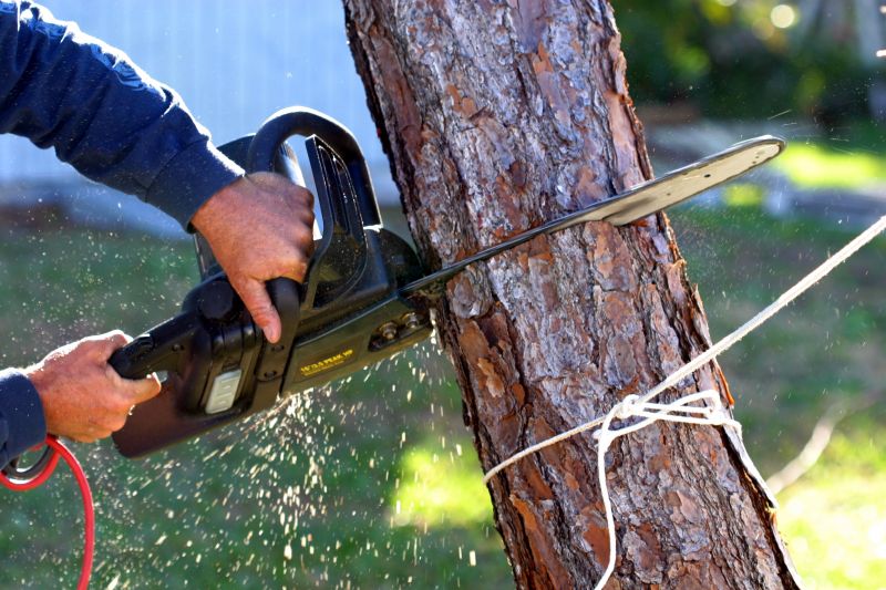 Dead Tree Removal in Reno, NV