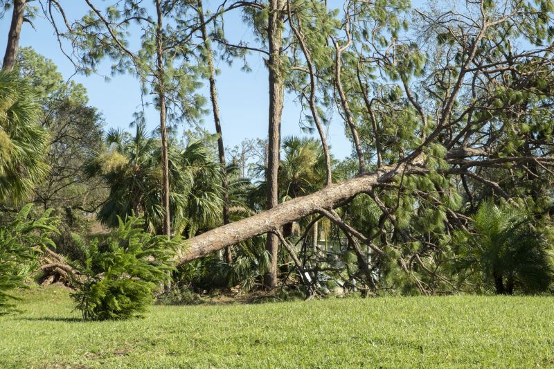 Fallen Tree Removal in Pottstown, PA