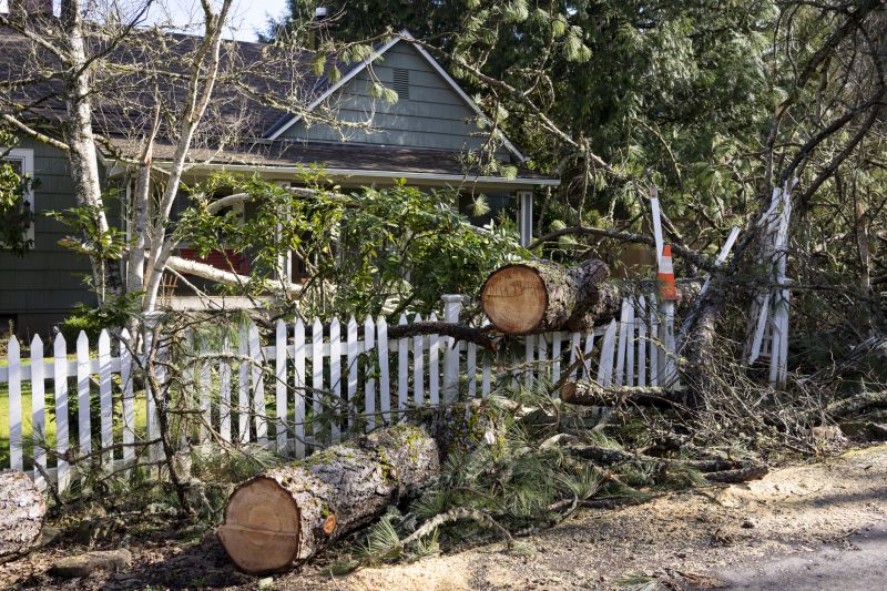 Fallen Tree Removal in Allentown, PA