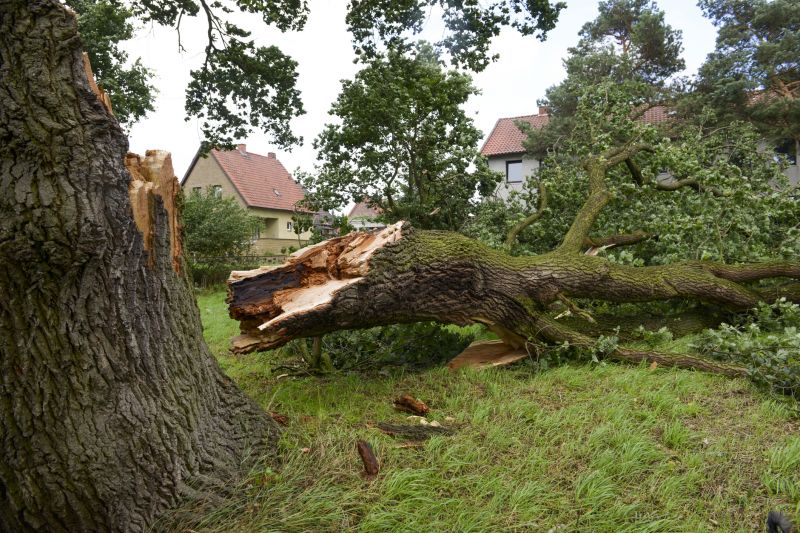 Fallen Tree Removal in Doylestown, PA
