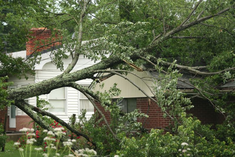 Fallen Tree Removal in Doylestown, PA
