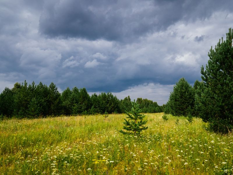 Lakefront Property Clearing in Marietta, GA