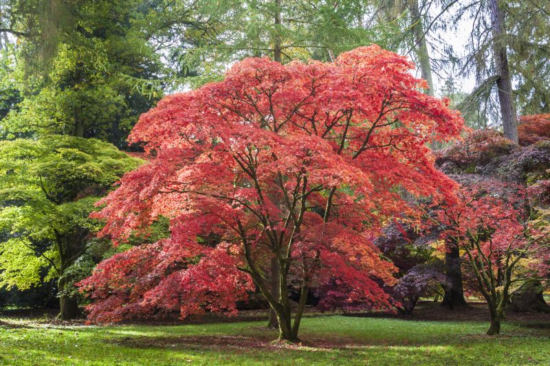 Maple Tree Removal in Doylestown, PA
