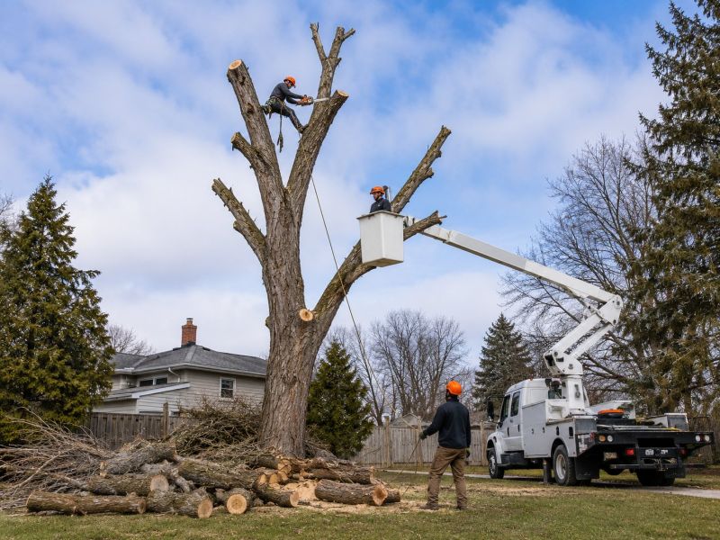 Maple Tree Removal in Reno, NV