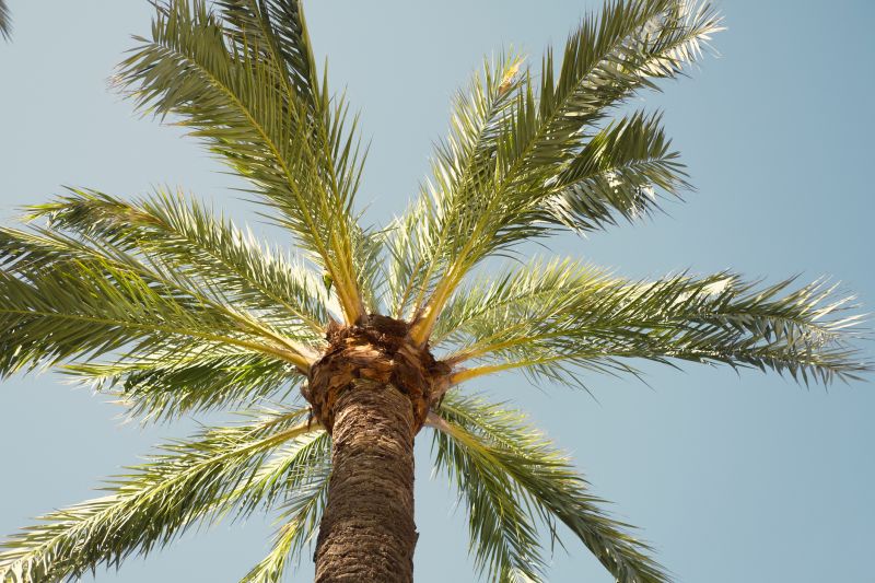 Palm Tree Removal in Doylestown, PA