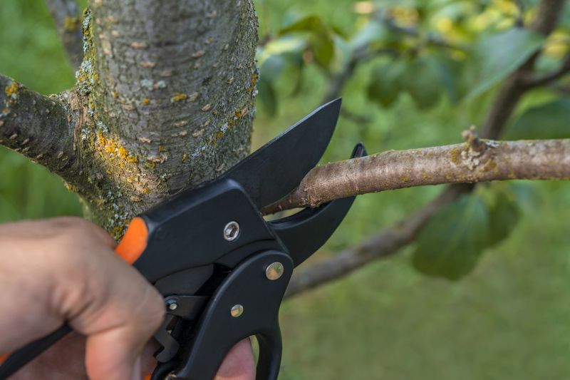 Palm Tree Removal in Allentown, PA