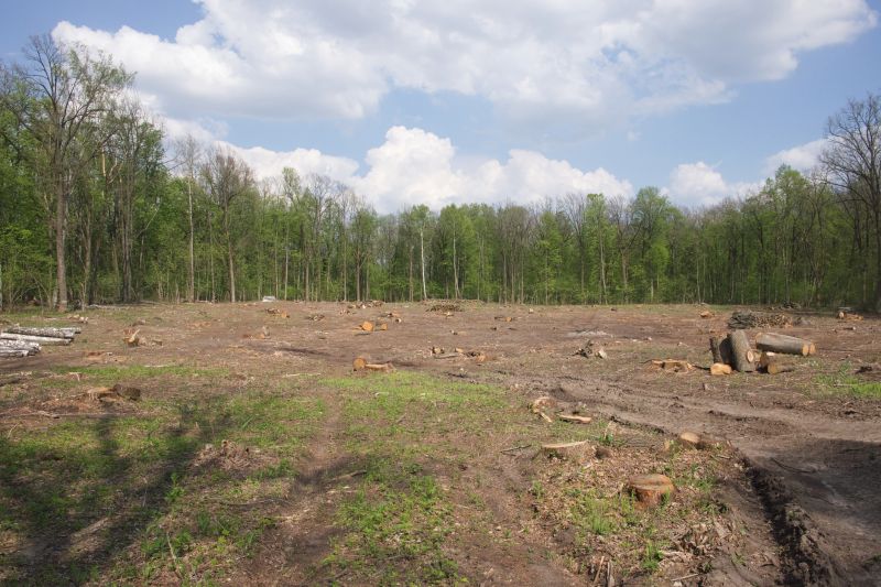 Pine Tree Clearing in Marietta, GA