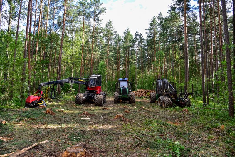 Pine Tree Clearing in Gwinnett County, GA