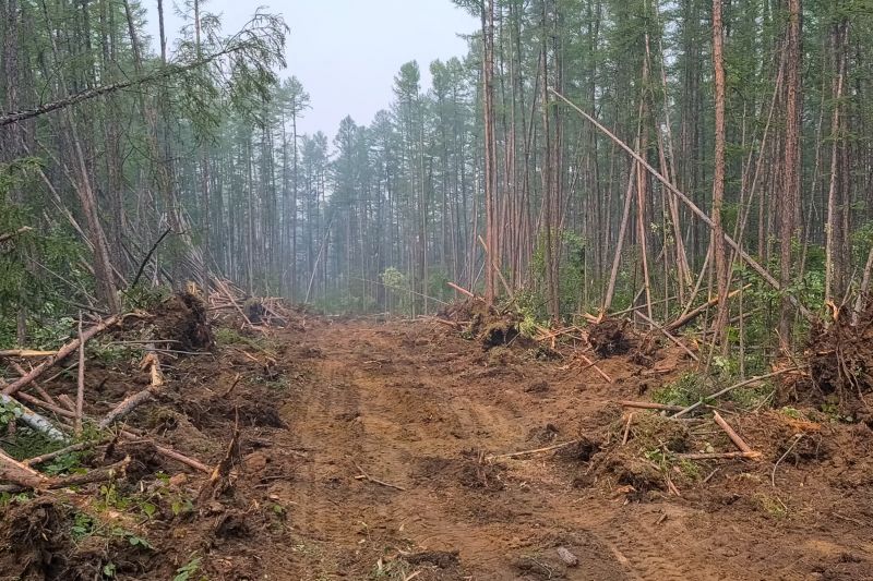 Pine Tree Clearing in Gwinnett County, GA