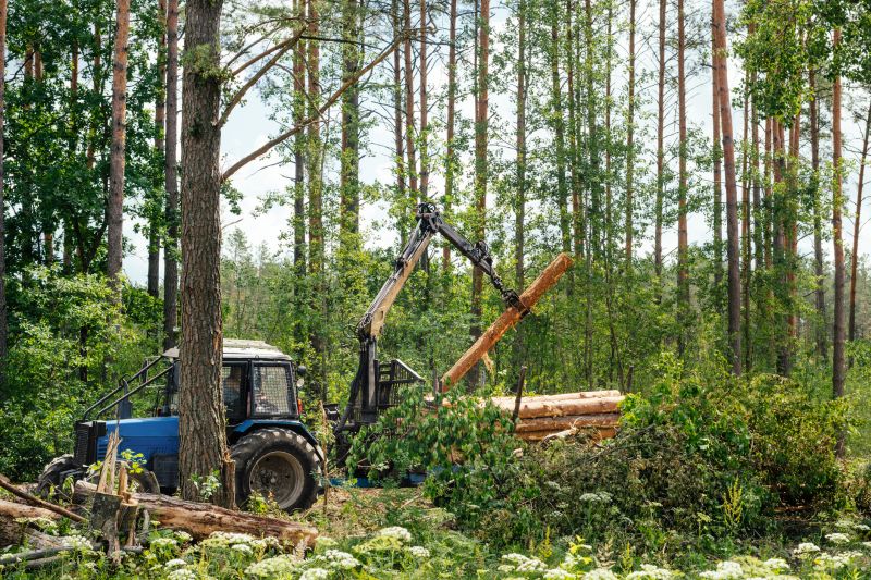 Pine Tree Clearing in Utah County, UT