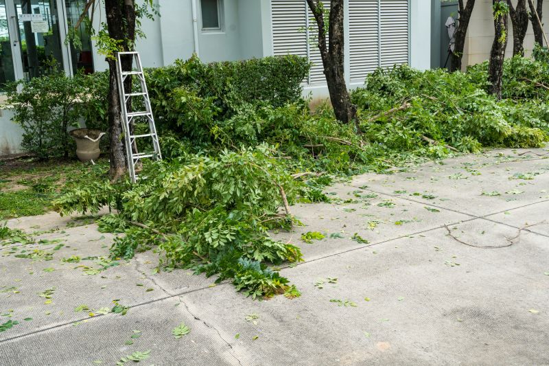 Spruce Tree Removal in Allentown, PA