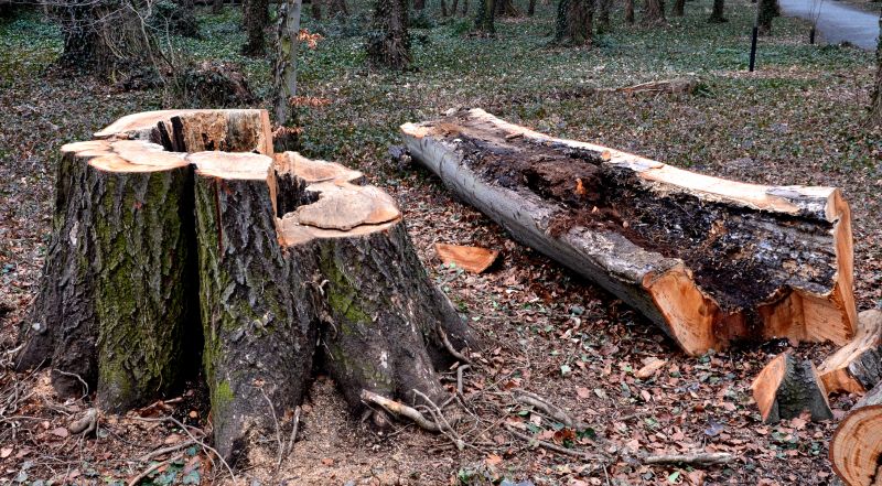 Tree Removal Service in Allentown, PA