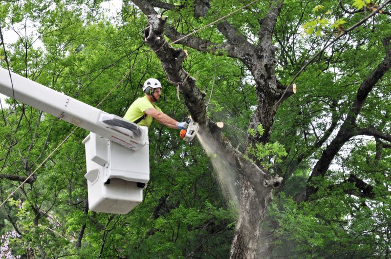 Tree Removal Service in Reno, NV