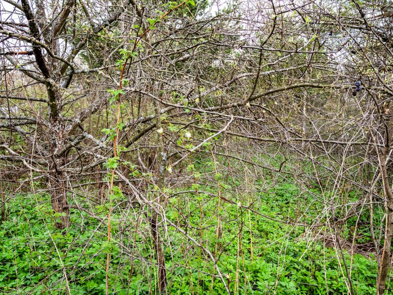 Underbrush Clearing in Atlanta, GA