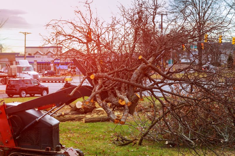 Undergrowth Removal in Utah County, UT