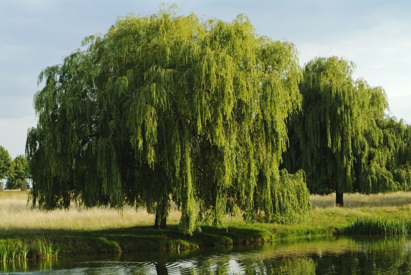 Willow Tree Removal in Allentown, PA