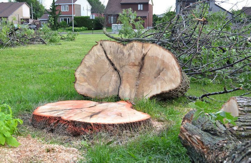 Willow Tree Removal in Reno, NV